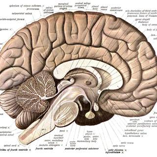 Brain anatomy wallpaper