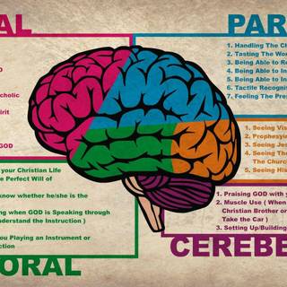 Brain anatomy wallpaper