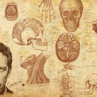 Brain anatomy wallpaper