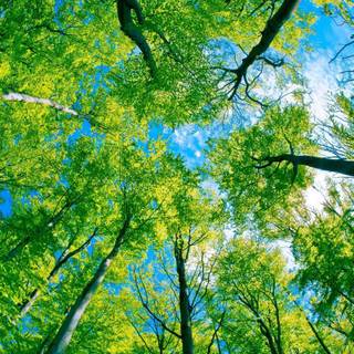 Tree wallpaper desktop