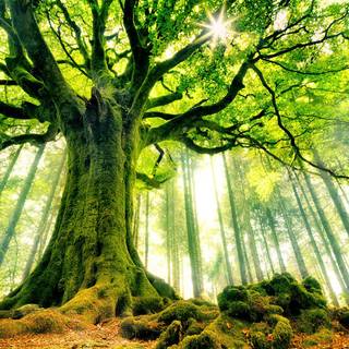 Tree wallpaper desktop