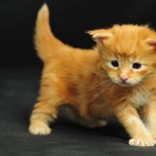 Free lol cats wallpaper