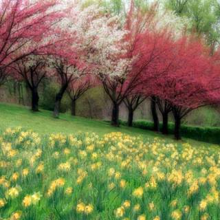 Background sceneries