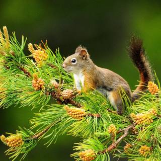 HD wallpaper natural