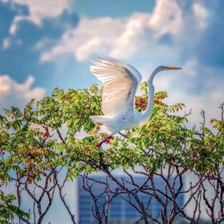 Sun twitter background