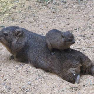 Rock hyrax wallpaper