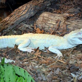 Albino alligator wallpaper