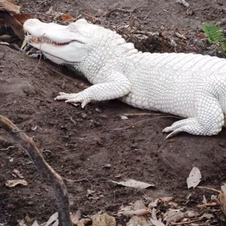 Albino alligator wallpaper