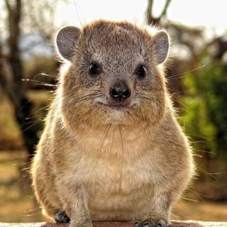 Rock hyrax wallpaper