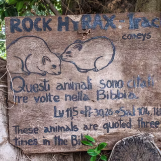 Rock hyrax wallpaper