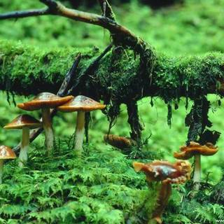 Magic mushroom wallpaper