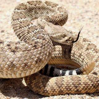 Rattlesnakes wallpaper