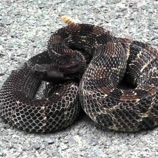 Rattlesnakes wallpaper