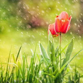 Nature UHD wallpaper