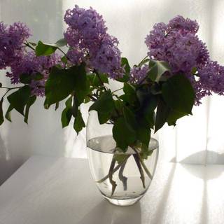 Lilacs wallpaper