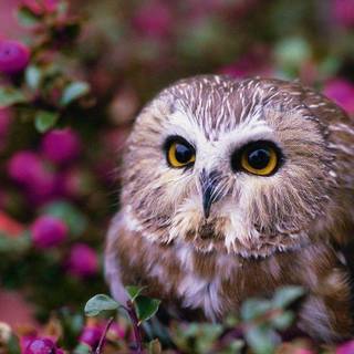 Cute owl wallpaper