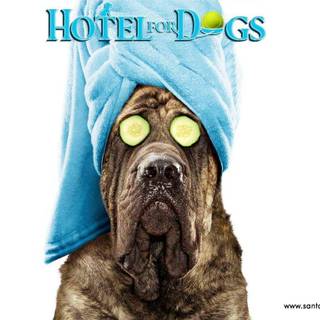 Show Dogs movie wallpaper