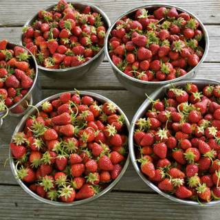 Pick Strawberries Day wallpaper
