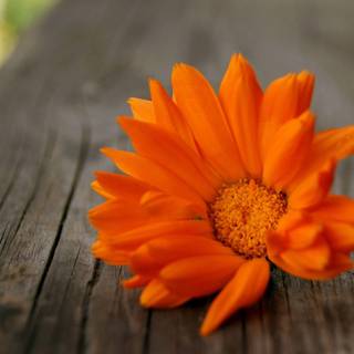 Flower UHD wallpaper