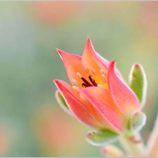 Flower UHD wallpaper