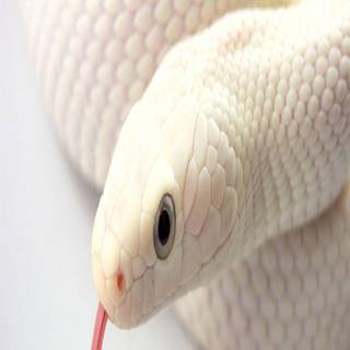 White snake wallpaper