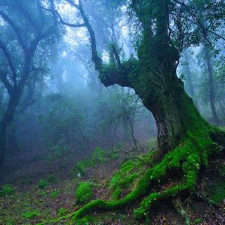 Forest moss wallpaper