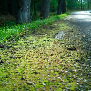 Forest moss wallpaper