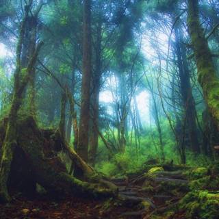 Forest moss wallpaper