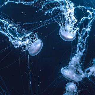 Biological Diversity wallpaper