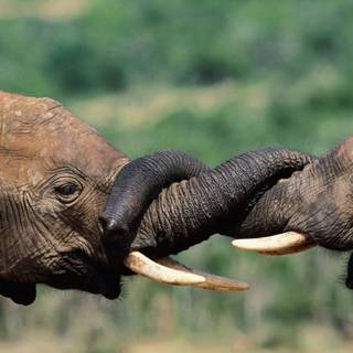 Biological Diversity wallpaper
