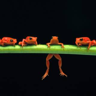 Glass frogs wallpaper