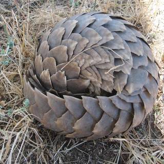 Pangolin wallpaper