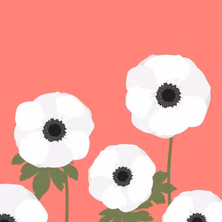 Anemone wallpaper
