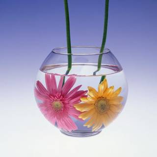 Water flower wallpaper