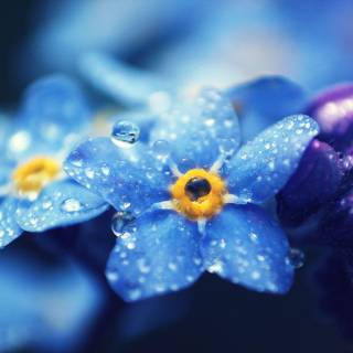 Water flower wallpaper