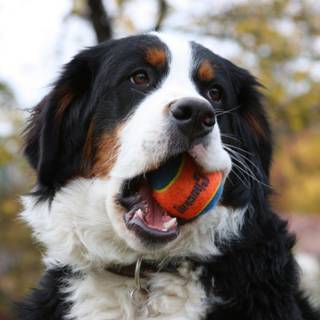 Bernese mountain dog wallpaper