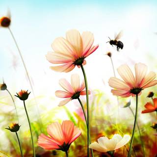 Summer vacations wallpaper