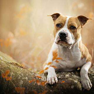 American Staffordshire Terrier wallpaper