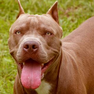 American Staffordshire Terrier wallpaper