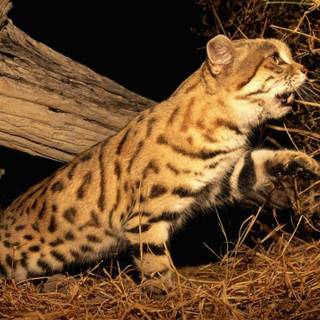 Black-footed cat wallpaper