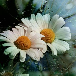 Upsy Daisy Day wallpaper