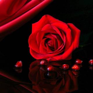 Red rose HD wallpaper