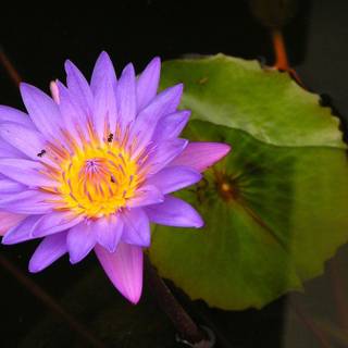 Lotus flowers wallpaper