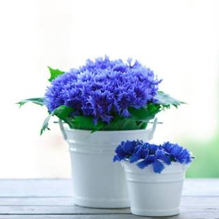 Flower pot wallpaper