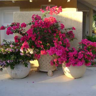 Flower pot wallpaper