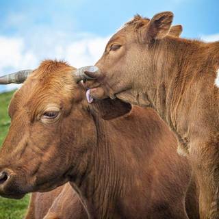 Domestic animals wallpaper