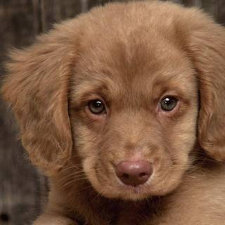 Domestic animals wallpaper