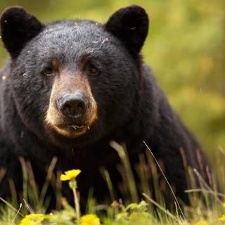 Black bears wallpaper