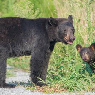 Black bears wallpaper