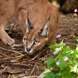 Caracal wallpaper